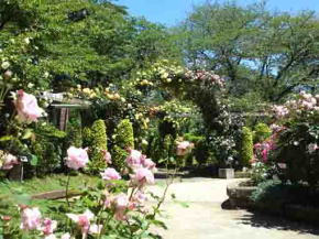 the arch covered with roses