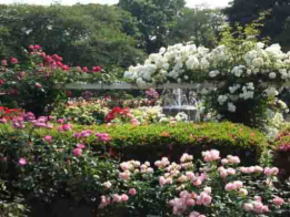 full bloomed roses in the rose garden