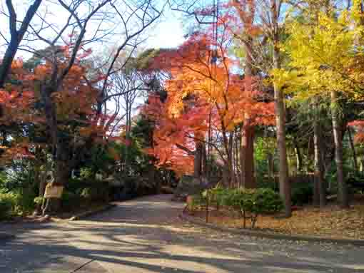 紅葉が彩る里見公園４