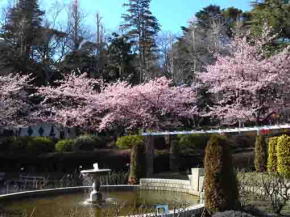 Kawazu Zakura behind the rose garden
