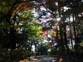 colored leaves in Satomi Park