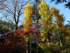 tall yellow gingko trees in Satomi Park