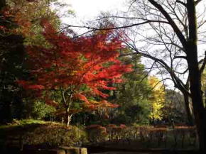 red maple leaves in Satomi Park