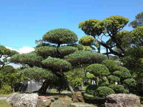 the pine trees in seiganji temple
