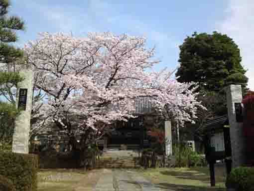 cherry blossoms in Seisuiji