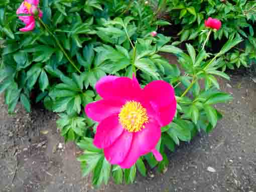 a red single patal peony
