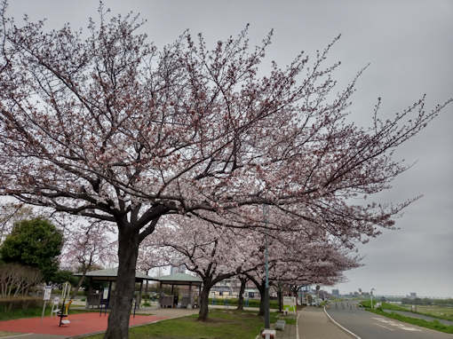 令和６年柴又桜公園五分咲き程のソメイヨシノ