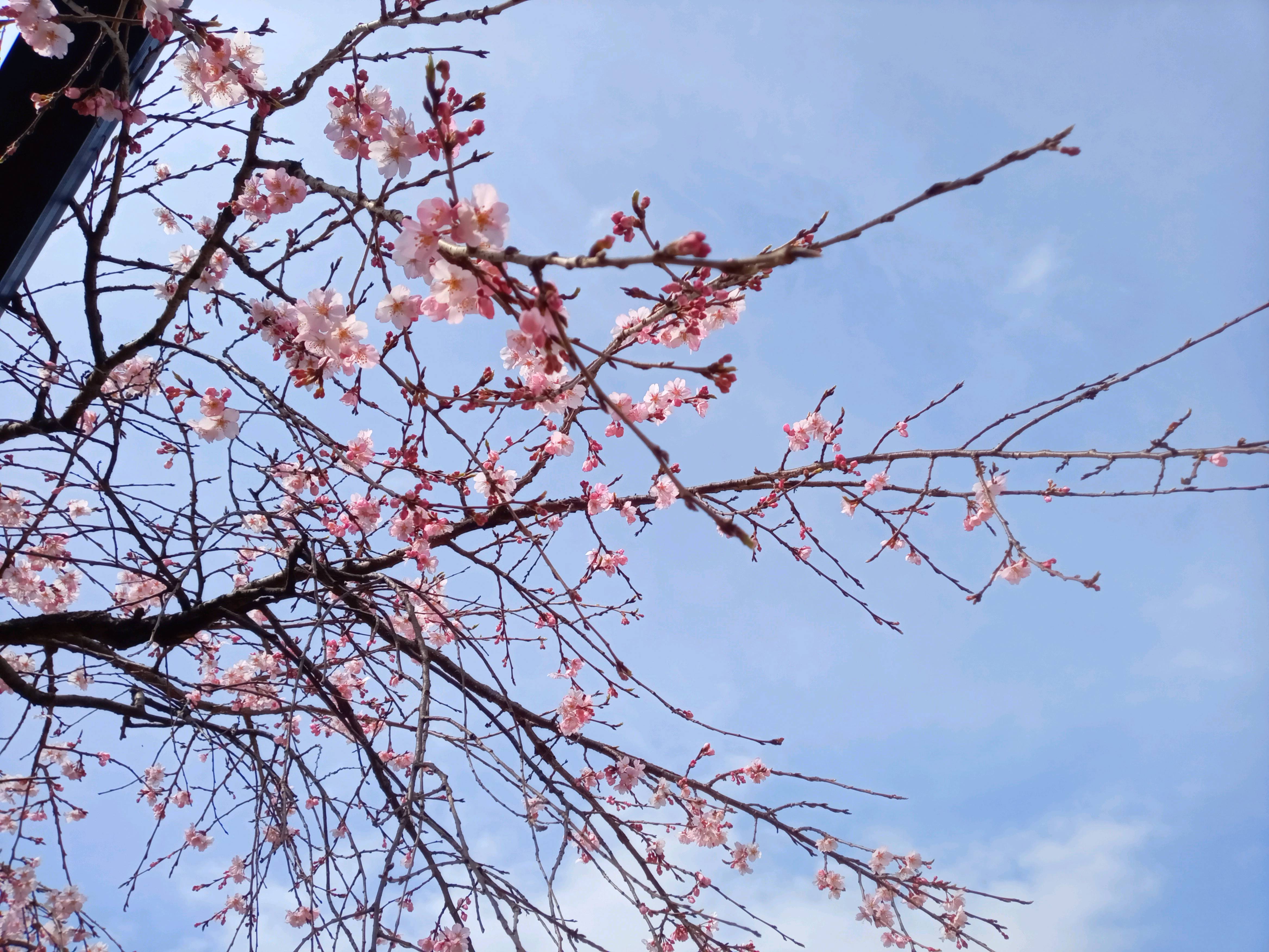 令和５年原木山妙行寺で開花したしだれ桜２