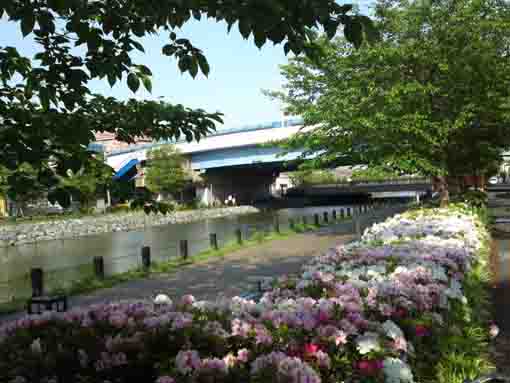 azaleas near the bridge of Kanjo Nanagosen
