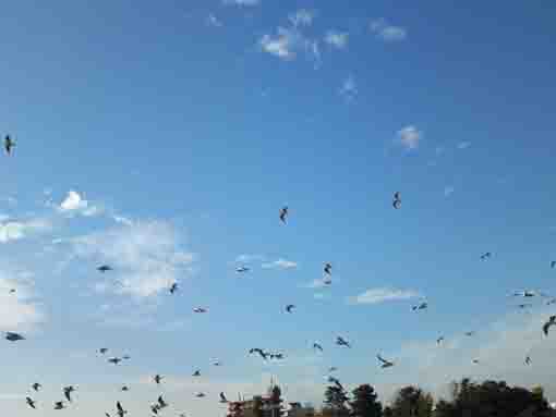 many sea gulls flying in the sky