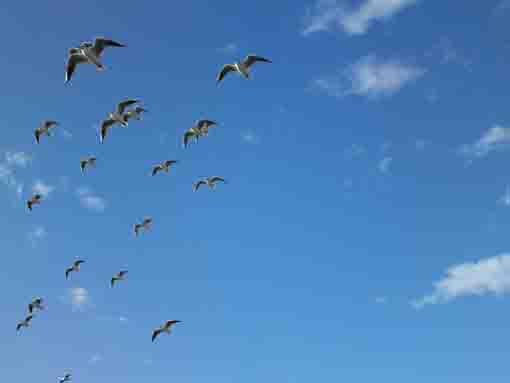 the formation flight of sea gulls