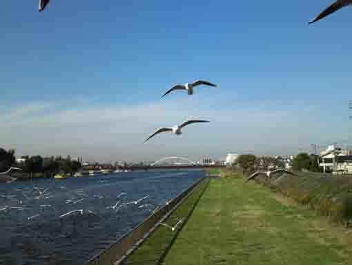 sea gulls flying along Shinnakagawa