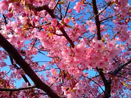Kawazu Sakura along Shinkawa Blooming 5