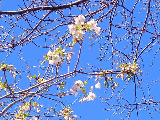令和６年新川大島桜の開花１