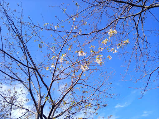 令和６年新川大島桜の開花２