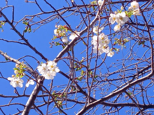 令和６年新川大島桜の開花３