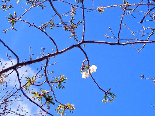令和６年新川大島桜の開花６