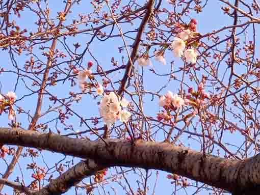 令和４年新川千本桜ソメイヨシノの開花２