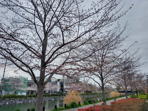 令和６年新川北岸一分咲きのソメイヨシノ