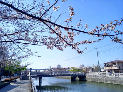 令和６年新川ソメイヨシノの開花