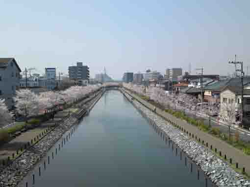 cherry blossoms from Shinkawa Oohashi