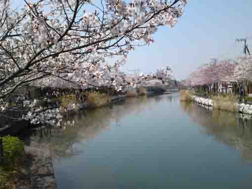 Shinkawa flowing through Kasai