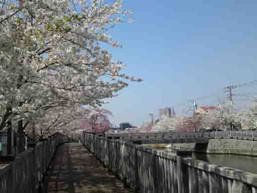 cherry blossoms around Koedobashi
