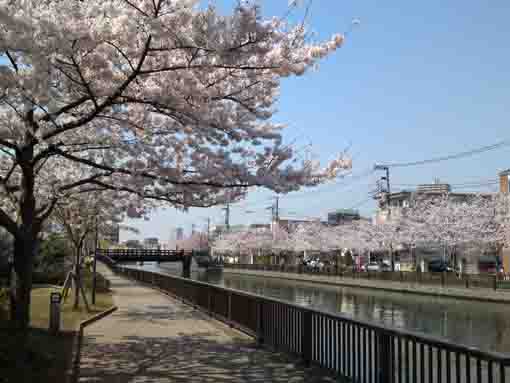 cherry blossoms before Ninjabashi
