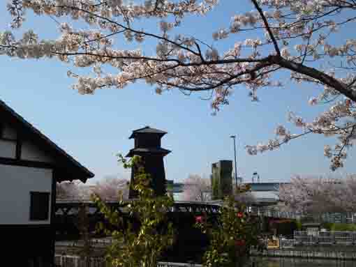 cherry blossoms and Edo style buildings