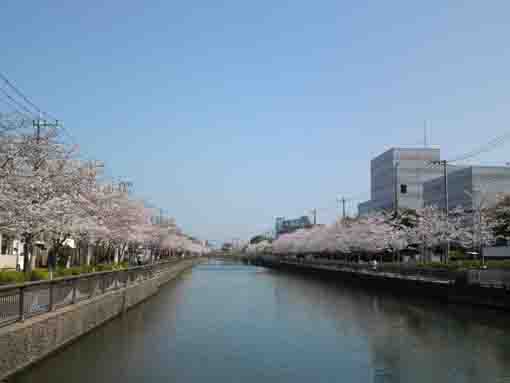 Nishi Suimon Bridge and cherry blossoms