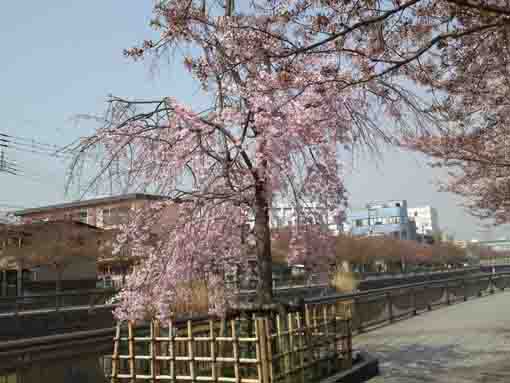 weeping cherry blossoms along Shinkawa