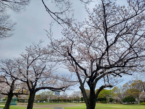 令和６年新小岩公園三分咲きのソメイヨシノ