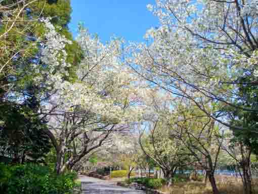 新長島川親水公園に咲く八重桜の花々２