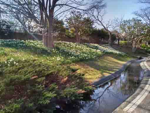 新長島川親水公園に咲く水仙の花々１