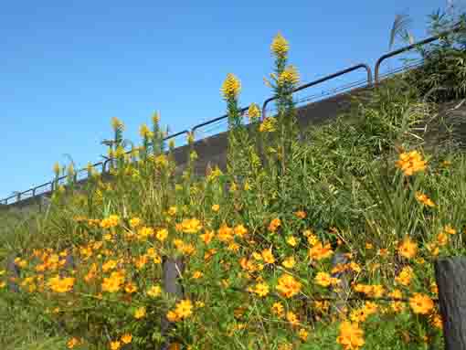 yellow flowers at Shinnakagawa River