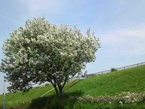white blossoms blooming on the bank