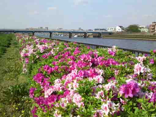 Azaleas blooming on the basin of the river