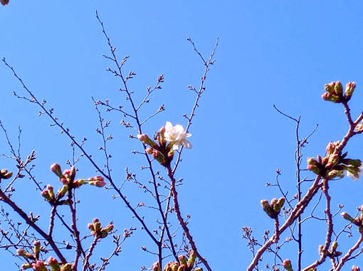 令和６年篠田堀親水緑道ソメイヨシノの開花
