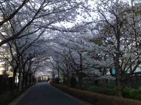 the road under sakura blossoms