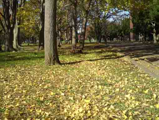yellow gingko leaves in Shinozaki Park 4