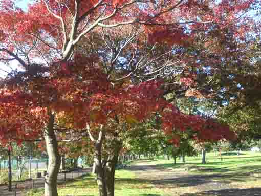 maple leaves in Shinozaki Park 2