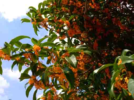 篠崎公園に咲く金木犀の花々３