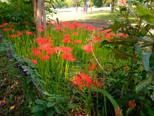 令和３年篠崎公園に咲くマンジュシャゲの花々