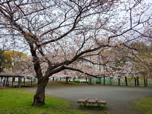 令和６年篠崎公園三分咲きのソメイヨシノ