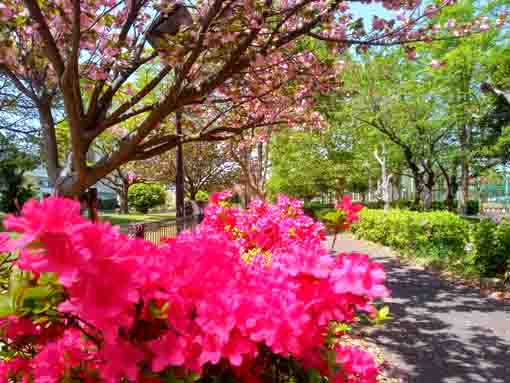 篠崎公園B地区小径の八重桜とツツジの花