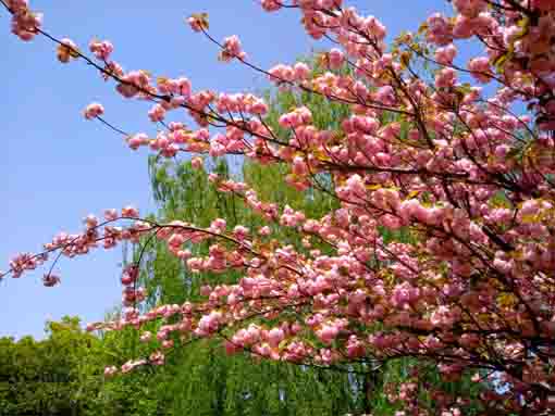 篠崎公園B地区小径の八重桜の花