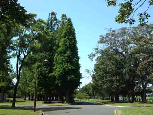 metasequoias in Shinozaki Park
