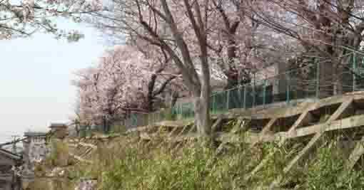 the cherry trees along the approach