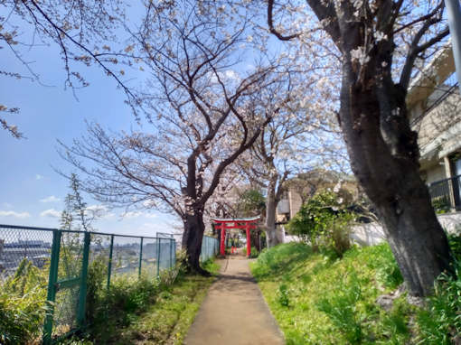 令和６年白幡神社参道五分咲きのソメイヨシノ