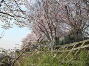 the cherry blossoms in Shirahata Jinja